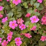 Sutera cordata Fula