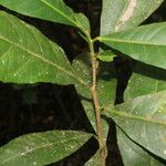Gymnanthes riparia Hoja