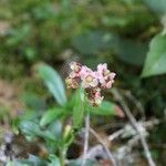 Chimaphila umbellata Květ