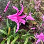 Nerine bowdenii Kwiat