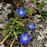 Gentiana sedifolia Hábito