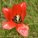 Tulipa planifolia Virág