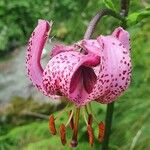 Lilium martagonFlor