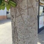 Ficus altissima Bark