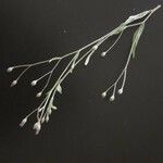 Gutenbergia rueppellii Otro