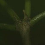 Carapichea guianensis Corteza
