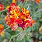 Erysimum × cheiri Blomst