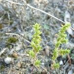 Herniaria hirsuta Leaf