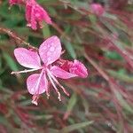 Gaura lindheimeri ᱵᱟᱦᱟ