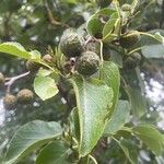 Alnus cordata Flower