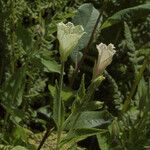 Epilobium luteum Habitus