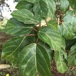 Ficus sur Blad