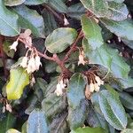 Elaeagnus pungens Folha