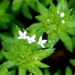 Sherardia arvensis Blüte