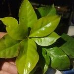 Pereskia aculeata ᱛᱟᱦᱮᱸ