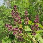 Syringa vulgarisFlower