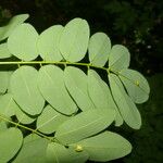 Lennea viridiflora Jani