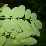 Lennea viridiflora Blatt