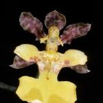 Trichocentrum cebolleta Blomst