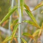 Keckiella ternata Плод