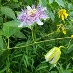 Passiflora incarnata Blatt