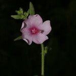 Urena lobata Flower