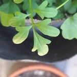 Cardamine bonariensis Leaf