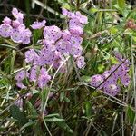 Kalmia polifolia Habit