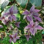 Strobilanthes auriculata 葉