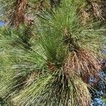 Pinus ponderosa Hostoa