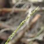 Setaria distans Floro