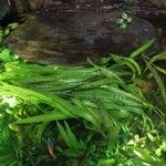 Zostera marina Folha
