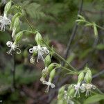 Silene bridgesii Flower