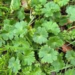 Geranium argenteum Blad