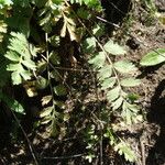 Potentilla douglasii ᱥᱟᱠᱟᱢ