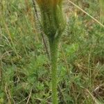 Leontodon hispidus Květ