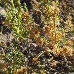 Baccharis boliviensis Кветка