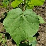 Abutilon theophrasti Blatt