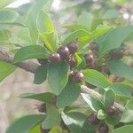 Feretia apodanthera Fruto
