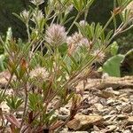 Trifolium arvense ফুল