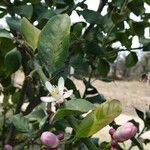 Citrus limon फूल