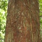 Eriotheca longitubulosa Corteza