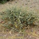 Atriplex glauca Habitus