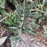 Cirsium odontolepis Leaf