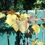 Cercis canadensisপাতা