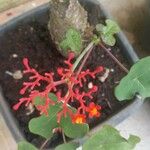 Jatropha podagrica 花