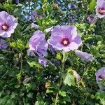 Hibiscus syriacusFlor