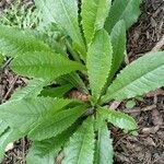 Lactuca virosa Blatt