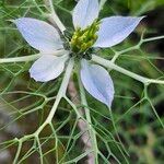 Nigella sativaFlower