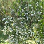 Erica arborea Fleur